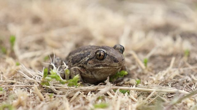 Animal frog Pelobates fuscus sitting in the grass. Close up, selective focus, shallow depth of the field