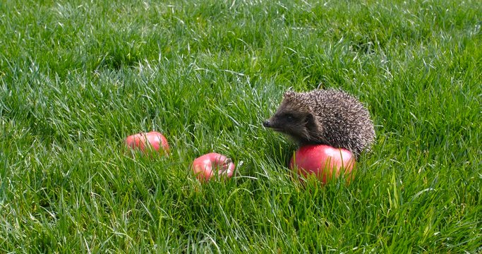 Small gray hedgehog walking in the garden on the green lawn grass among red scattered fragrant apples and sniffing them on a sunny day. Harvesting concept 4k 50 fps slow motion