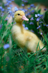 Little yellow duckling with smart eyes in the dense green grass with forget-me-not flowers