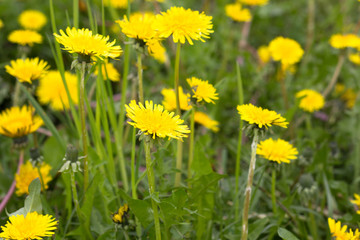 Several yellow dandelion flowers on the green meadow