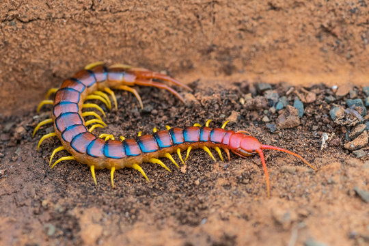 Centipede