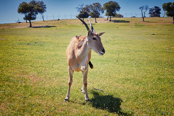 The common eland (Taurotragus oryx)