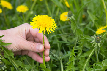 Woman hand holding stem of yellow dandelion flower on the green meadow