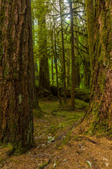 Naklejka premium Ancient Groves Nature Trail though old growth forest in the Sol Duc section of Olympic National Park in Washington, United States