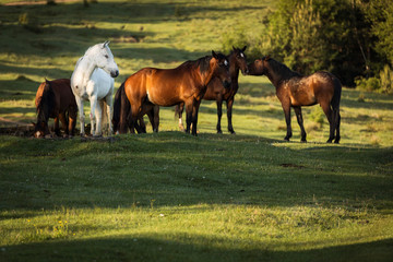 Obraz premium Beautiful horses on a green landscape. Comanesti, Romania.