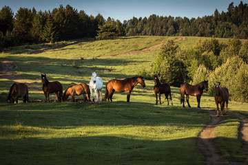 Beautiful horses on a green landscape. Comanesti, Romania.