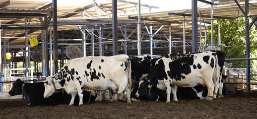 vacas comiendo en su establo © Daniel