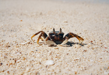 Crab on sandy beach on tropical island