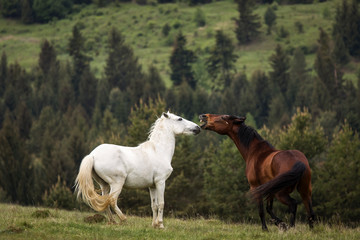 Naklejka na ściany i meble Beautiful two horses playing on a green landscape with fir trees in background. Comanesti, Romania.