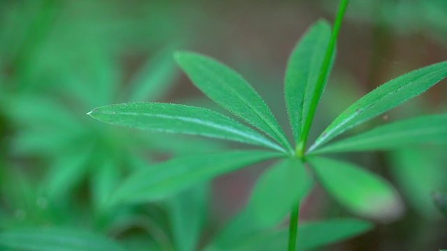 Close-up lockdown shot of fresh green plant growing in forest - Steigerwald, Germany