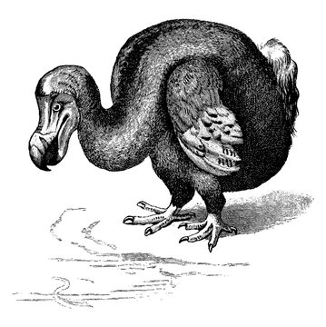 recommend clip art: Dodo, vintage illustration.