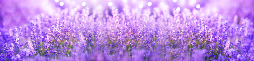 Panoramic purple lavender flowers blooming. Beautiful purple banner. Aromatherapy, beauty,...