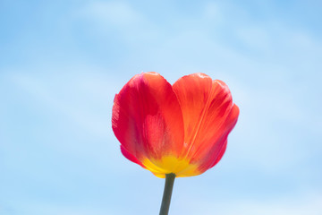 Obraz premium Red tulip on the background of bright blue sky with light clouds. The concept of summer flowering, growing flowers, gardening. Image suitable for posters, postcards, photo pictures.