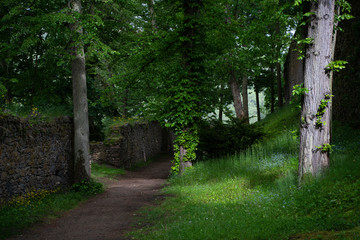 path in the forest park
