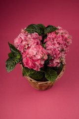 pink hydrangea in flowerpot