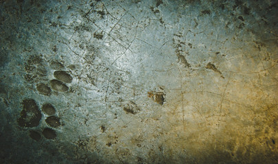 Cat footprints on an old dirty concrete floor