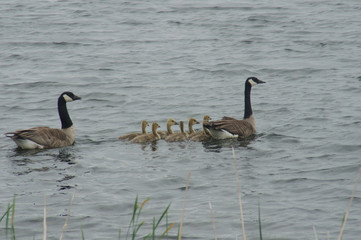geese and goslings in pond