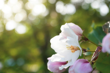 Obraz premium White-pink flowers of apple trees bloom on a branch. Close-up. The concept of spring, summer, flowering, holiday. Image for banner, postcards.