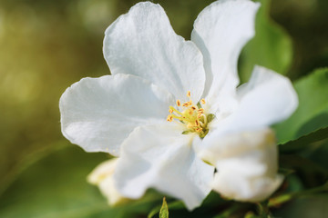 White flowers of apple trees bloom on a branch. Close-up. The concept of spring, summer, flowering, holiday. Image for banner, postcards.