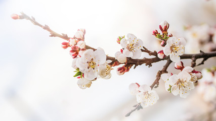 Apricot blossom in april on a transparent spring day in bright sunlight. Banner.