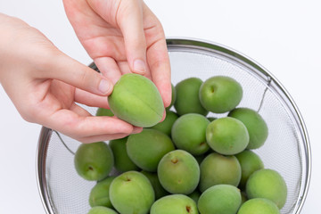 青梅　たくさんある梅から良い形の梅を選別する様子