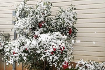Bush with Snow and Red Berries