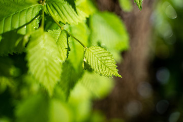 green leaves of a tree