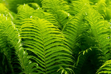 Straußenfarn Farnwedel ausrollen Matteuccia struthiopteris Rispenfarngewächse Sporangien Spirale Symbol Sinnbild Kraft leben Sprießen Wachstum Energie Frühling Jahrezeiten Zyklus Rombergpark Dortmund
