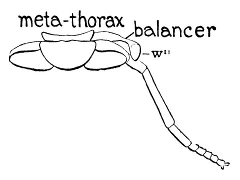 Horse Fly Metathorax, Vintage Illustration.