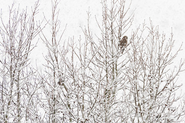 Hawk sitting in a tree while snowing