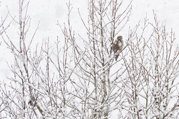 Hawk sitting in a tree while snowing