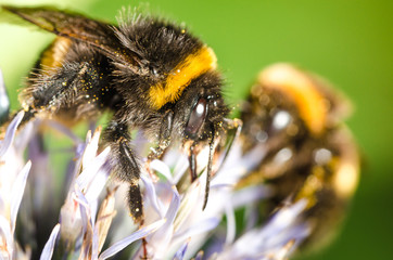 bumble pollinates a flower/bumble pollinates flower on sunny day. Selective focus.