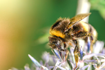 big bumblebee pollinates a flower Echínops./bumblebee pollinates a flower. Selective focus.