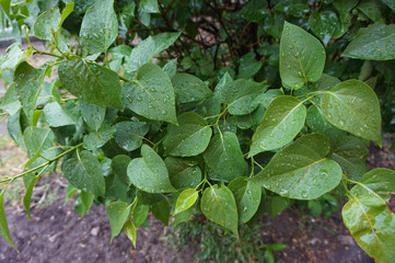 Wet from the rain leaves of a lilac bush.          
