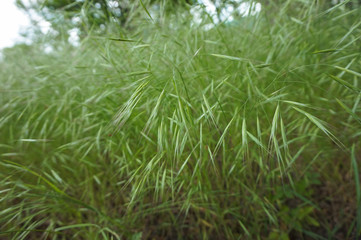 Green background of ears of field grass