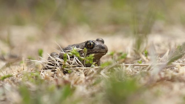 Animal frog garlic toad Pelobates fuscus sitting in the grass. Close up, selective focus, shallow depth of the field