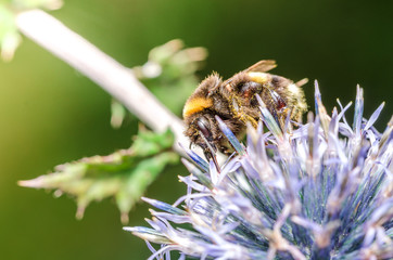 big bumblebee pollinates a flower Echínops./bumblebee pollinates a flower. Selective focus.