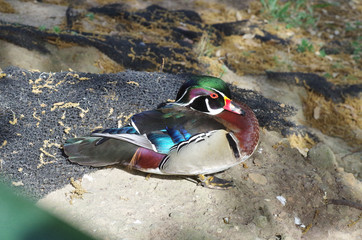 close view of an highly colored Aix sponsa duck standing on the bank of a river