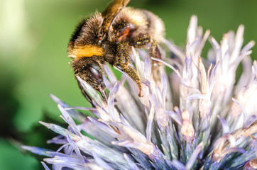 bumblebee pollinates a flower/big bumblebee pollinates a flower. Selective focus