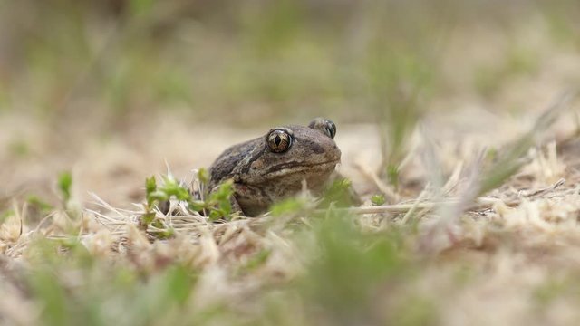Garlic toad or Pelobates fuscus sitting in the grass. Close up, selective focus, shallow depth of the field.