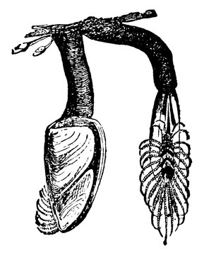 Goose Barnacle, vintage illustration.