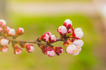 Apricot blossom in april on a transparent spring day in bright sunlight.
