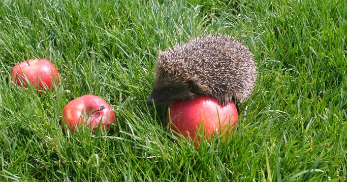 Small gray hedgehog walking in the garden on the green lawn grass among red scattered fragrant apples and sniffing them on a sunny day. Harvesting concept 4k 50 fps slow motion