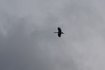 fiying bird