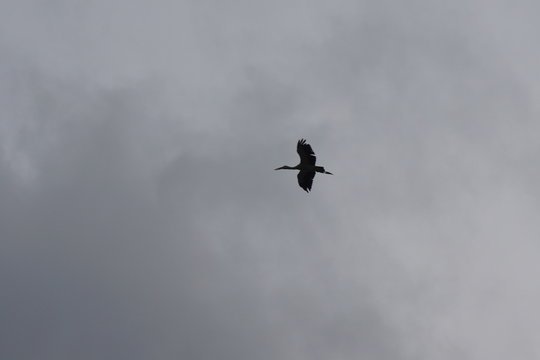 fiying bird