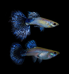 Poecilia reticulata isolated on background