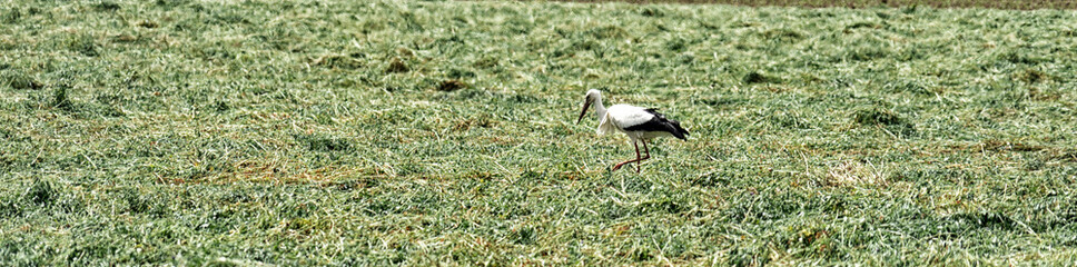 grey heron in the grass