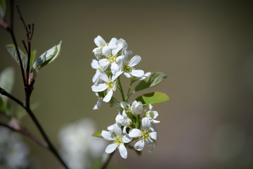 Branch of a tender white spring bird cherry close-up
