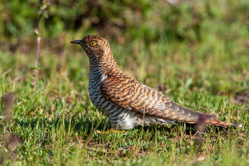 Common Cuckoo (Cuculus canorus) bird in the natural habitat.