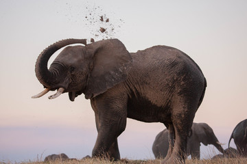 Elephants bathing in Botswana 